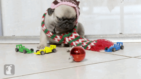 Home Alone Recreated With Pug Puppies Is the Only Christmas Movie You